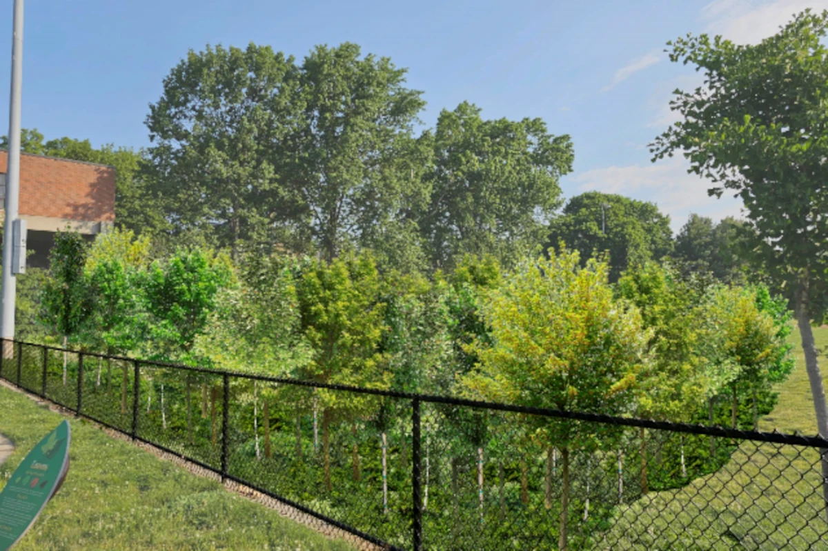 A rendering of the proposed mini-forest in Brookline